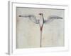 Tropic Bird-John White-Framed Giclee Print