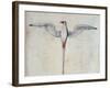 Tropic Bird-John White-Framed Giclee Print