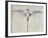 Tropic Bird-John White-Framed Giclee Print