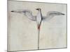 Tropic Bird-John White-Mounted Giclee Print