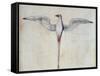 Tropic Bird-John White-Framed Stretched Canvas