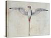 Tropic Bird-John White-Stretched Canvas