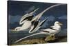 Tropic Bird-John James Audubon-Stretched Canvas