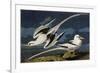 Tropic Bird-John James Audubon-Framed Premium Giclee Print