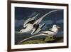 Tropic Bird-John James Audubon-Framed Premium Giclee Print