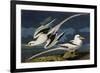 Tropic Bird-John James Audubon-Framed Premium Giclee Print