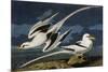 Tropic Bird-John James Audubon-Mounted Art Print