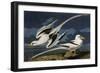 Tropic Bird-John James Audubon-Framed Art Print