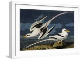 Tropic Bird-John James Audubon-Framed Art Print