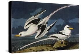 Tropic Bird-John James Audubon-Stretched Canvas