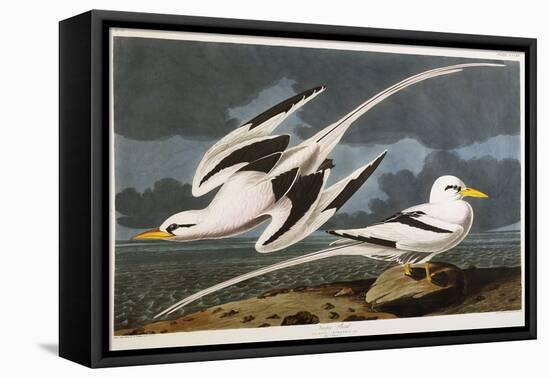 Tropic Bird-John James Audubon-Framed Stretched Canvas