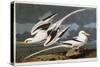 Tropic Bird-John James Audubon-Stretched Canvas