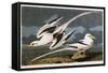 Tropic Bird-John James Audubon-Framed Stretched Canvas