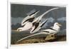 Tropic Bird-John James Audubon-Framed Giclee Print