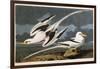 Tropic Bird-John James Audubon-Framed Giclee Print