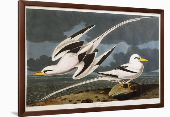 Tropic Bird-John James Audubon-Framed Giclee Print