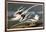 Tropic Bird-John James Audubon-Framed Giclee Print