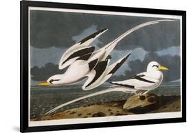 Tropic Bird-John James Audubon-Framed Giclee Print