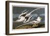 Tropic Bird-John James Audubon-Framed Premium Giclee Print