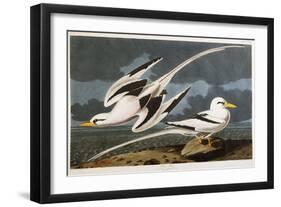 Tropic Bird-John James Audubon-Framed Premium Giclee Print