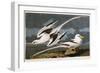 Tropic Bird-John James Audubon-Framed Premium Giclee Print