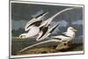 Tropic Bird-John James Audubon-Mounted Premium Giclee Print