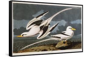 Tropic Bird-John James Audubon-Framed Stretched Canvas