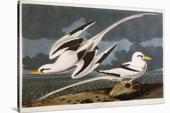 Tropic Bird-John James Audubon-Stretched Canvas