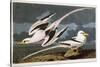 Tropic Bird-John James Audubon-Stretched Canvas