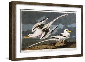 Tropic Bird-John James Audubon-Framed Giclee Print