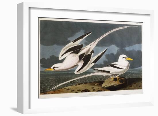 Tropic Bird-John James Audubon-Framed Giclee Print