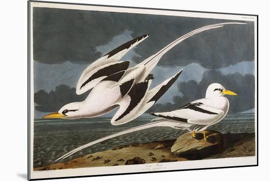 Tropic Bird-John James Audubon-Mounted Giclee Print