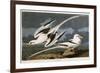 Tropic Bird-John James Audubon-Framed Giclee Print