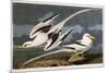 Tropic Bird-John James Audubon-Mounted Giclee Print