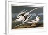 Tropic Bird-John James Audubon-Framed Giclee Print