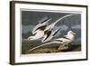 Tropic Bird-John James Audubon-Framed Giclee Print