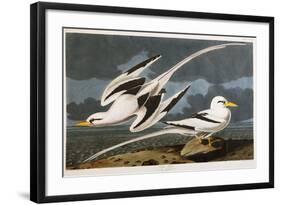 Tropic Bird-John James Audubon-Framed Giclee Print