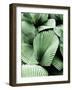 Tropic Family-SOIL-Framed Photographic Print