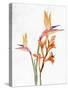 Tropic Floral 2-Ann Bailey-Stretched Canvas