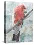 Tropic Parrot I-Stellar Design Studio-Stretched Canvas