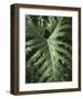 Tropica I-Boyce Watt-Framed Giclee Print