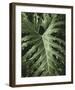 Tropica I-Boyce Watt-Framed Giclee Print