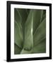 Tropica III-Boyce Watt-Framed Giclee Print