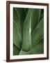 Tropica III-Boyce Watt-Framed Art Print