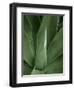 Tropica III-Boyce Watt-Framed Art Print