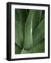 Tropica III-Boyce Watt-Framed Art Print