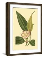 Tropical Ambrosia I-Sydeham Teast Edwards-Framed Art Print