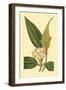 Tropical Ambrosia I-Sydeham Teast Edwards-Framed Art Print