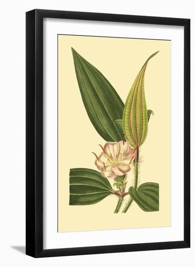 Tropical Ambrosia I-Sydeham Teast Edwards-Framed Art Print