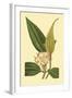 Tropical Ambrosia I-Sydeham Teast Edwards-Framed Art Print